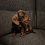 dog, puppy, dachshund, brown_coat, sitting, couch, indoor, pet, animal, floppy_ears, curious, texture, fabric, furniture, side_view, young, companion, domestic, cozy, cute