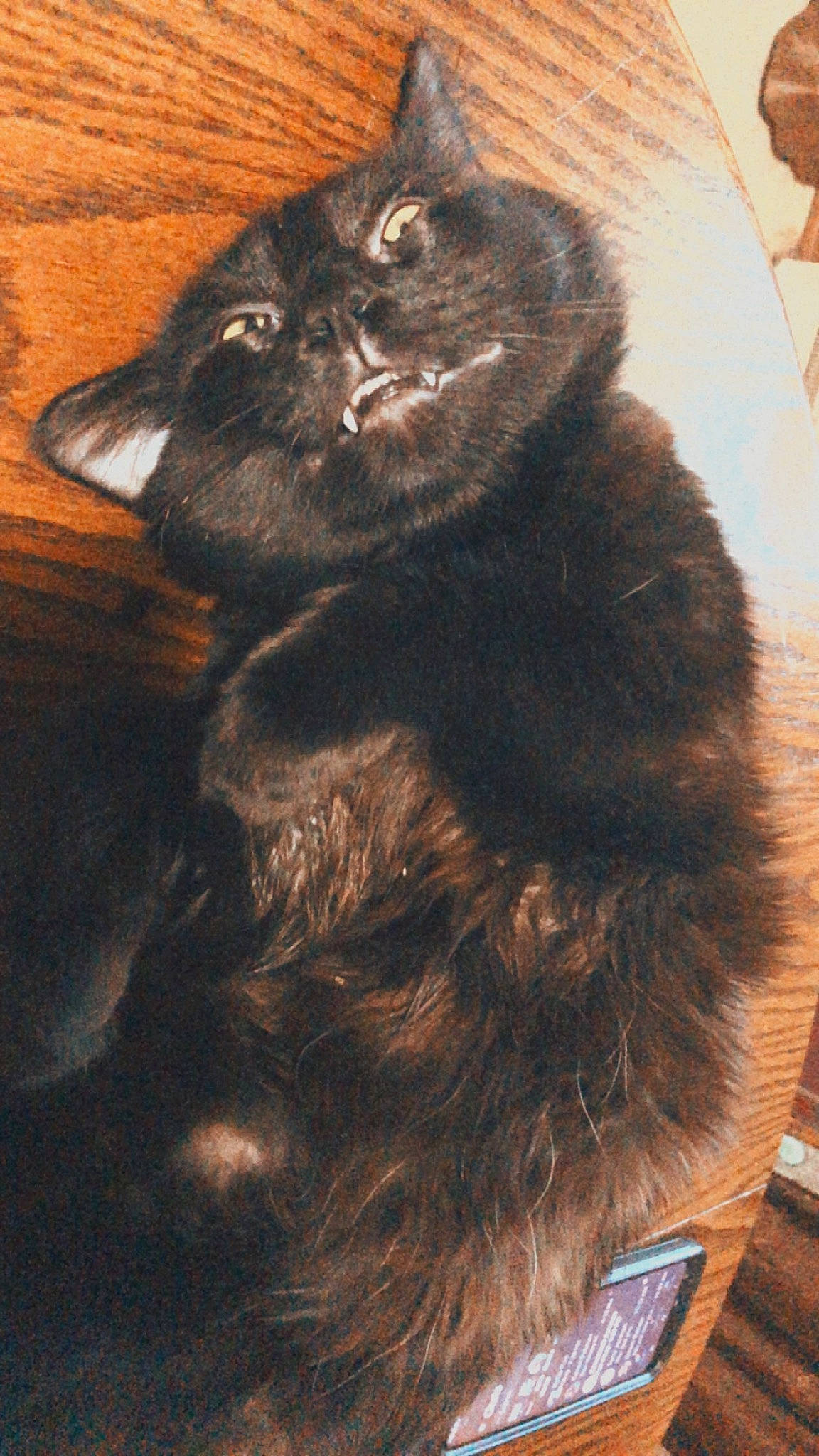 Taz is registered to the contest to win money with this photo: art, black_cat, bombay, carnivore, cat, claw, domestic_short_haired_cat, felidae, fur, painting, paw, small_to_medium_sized_cats, snout, tail, terrestrial_animal, visual_arts, whiskers, window, working_animal