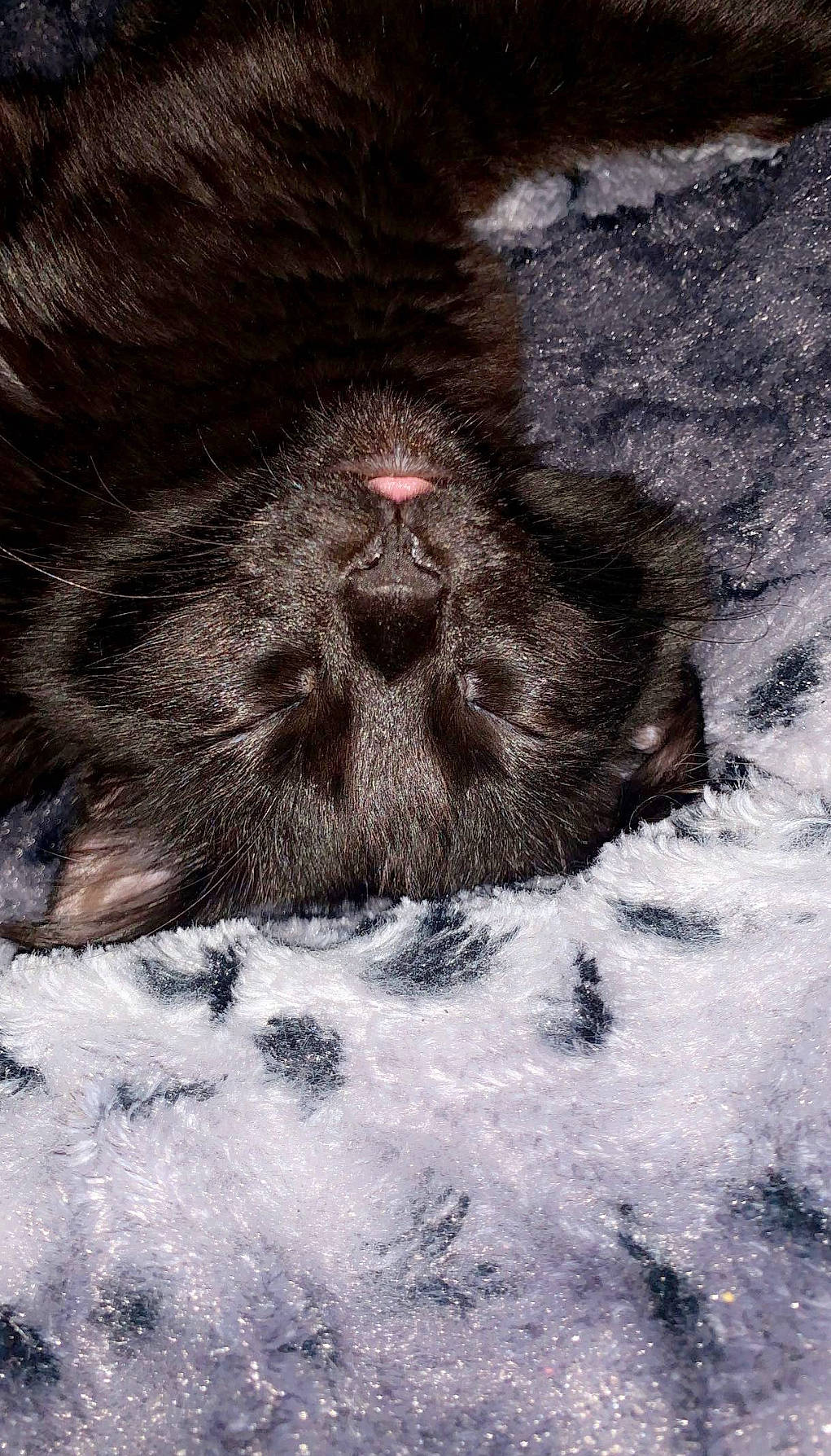 Taz joined the competition — help win amazing prizes! carnivore, claw, comfort, dog_breed, foot, fur, liver, monochrome_photography, paw, primate, snout, sporting_group, terrestrial_animal, whiskers, wildlife