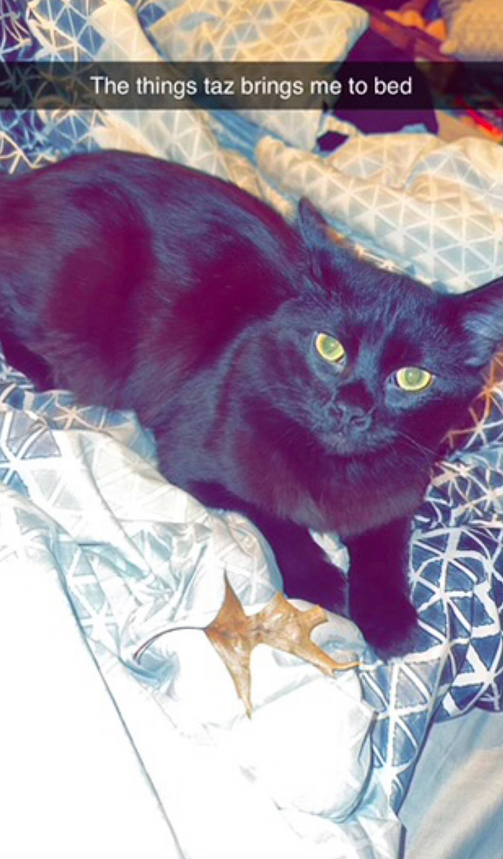 Taz joined the competition — help win amazing prizes! black_cat, carnivore, cat, domestic_short_haired_cat, electric_blue, felidae, font, fur, logo, pattern, photo_caption, russian_blue, small_to_medium_sized_cats, tail, whiskers