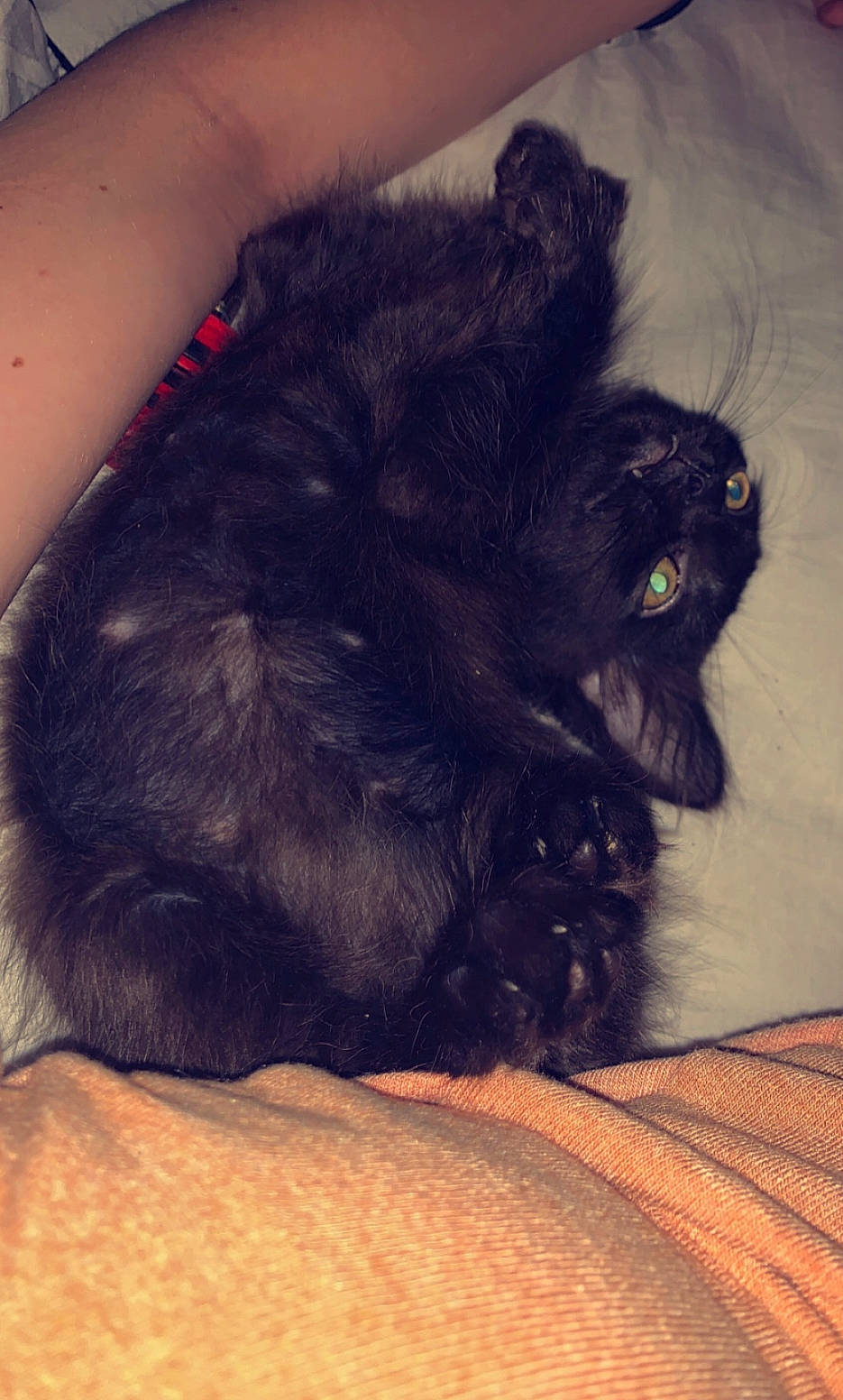 Taz joined the competition — help win amazing prizes! black_cat, canidae, carnivore, cat, claw, comfort, companion_dog, dog_breed, fawn, felidae, foot, fur, mammal, paw, small_to_medium_sized_cats, snout, sporting_group, tail, vertebrate, whiskers