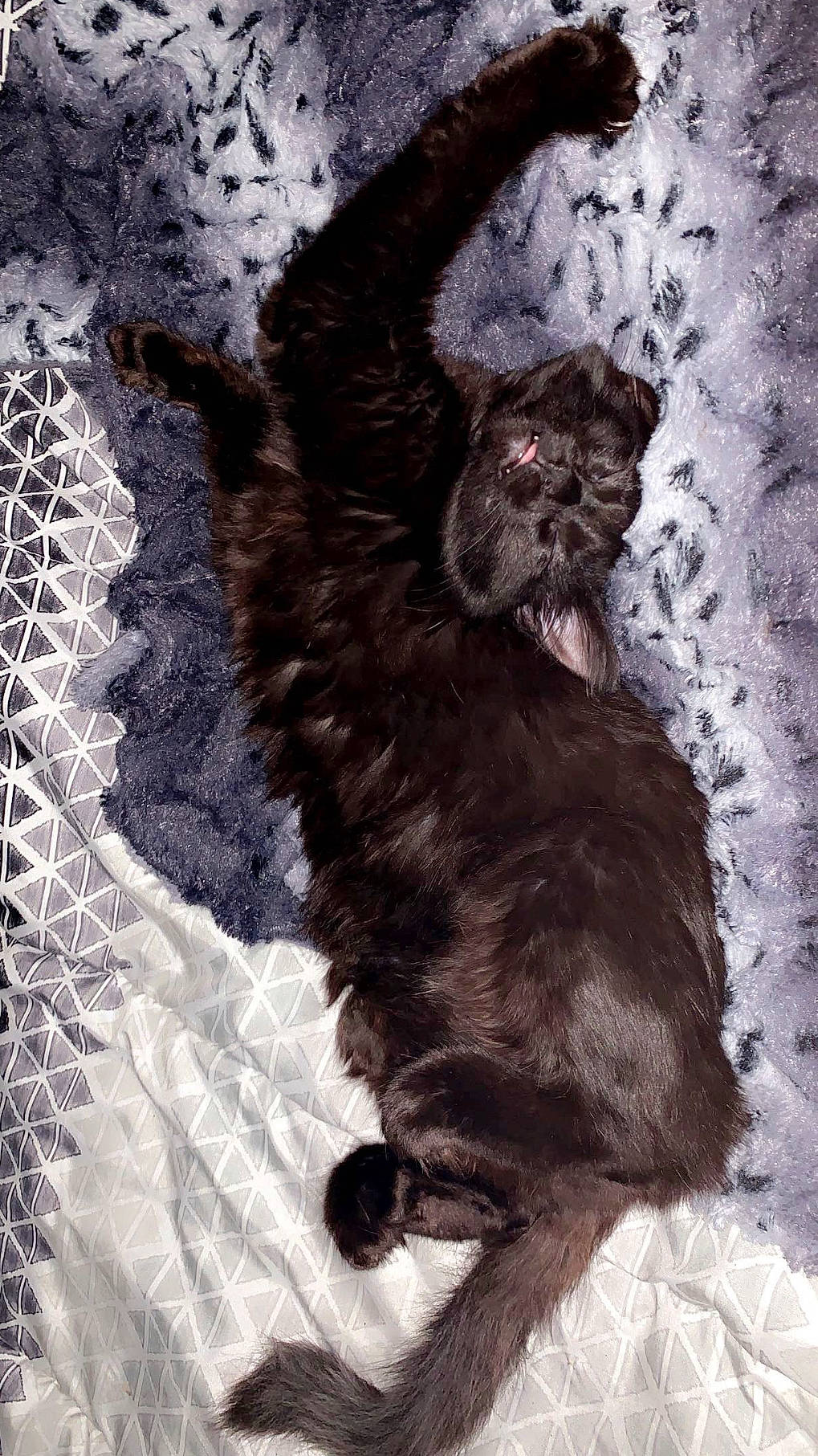 Taz is registered to the contest to win money with this photo: art, canidae, carnivore, claw, companion_dog, dog, dog_breed, fawn, fur, grey, liver, mesh, painting, pattern, snout, sporting_group, tail, terrestrial_animal, whiskers, working_animal