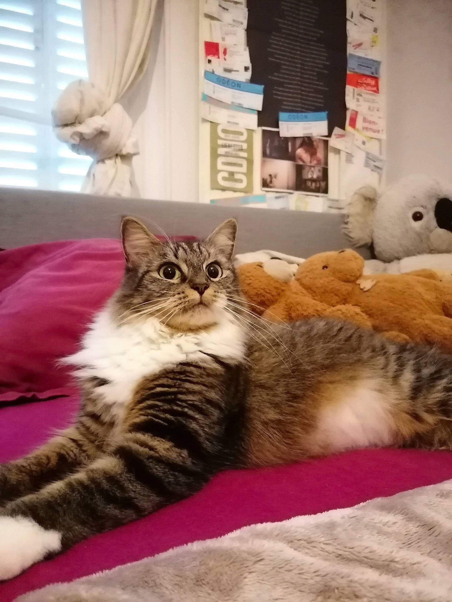 Jelly a rejoint le concours — aidez-le/la à gagner de superbes lots ! carnivore, cat, comfort, curtain, domestic_short_haired_cat, felidae, flooring, fur, mammal, paw, room, small_to_medium_sized_cats, snout, tail, vertebrate, whiskers, white, window, window_blind, window_treatment