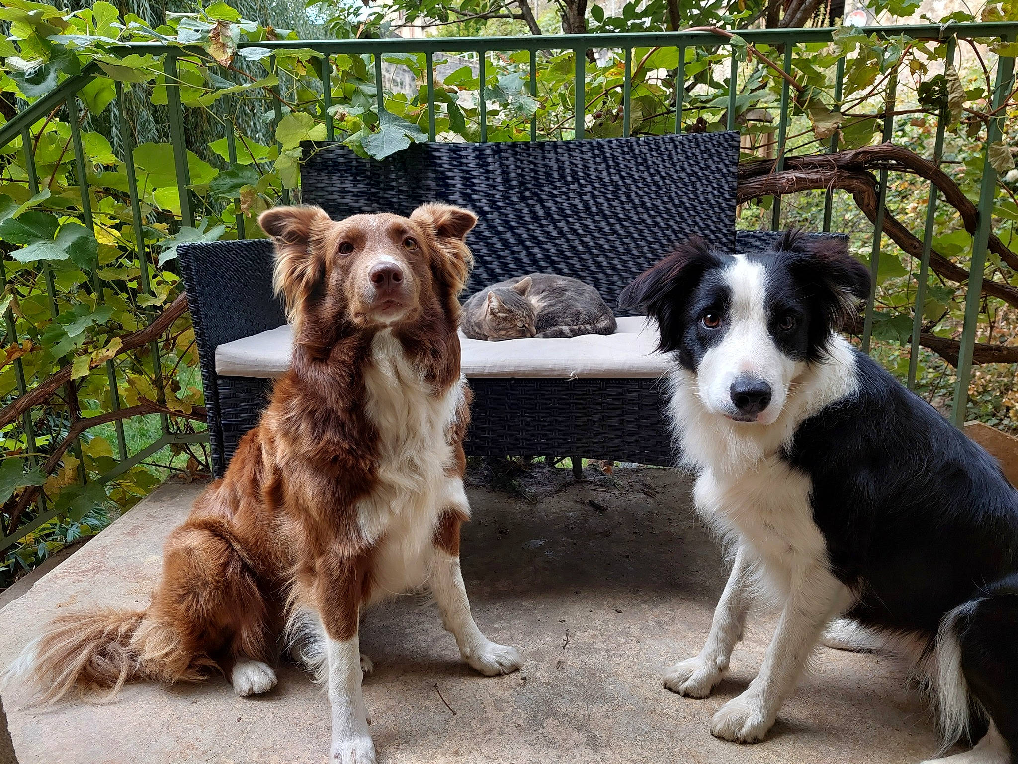 Polly a rejoint le concours — aidez-le/la à gagner de superbes lots ! australian_collie, border_collie, canidae, carnivore, collar, companion_dog, dog, dog_breed, dog_collar, dog_supply, fence, gun_dog, herding_dog, outdoor_furniture, plant, sporting_group, tree, walking, working_animal, working_dog