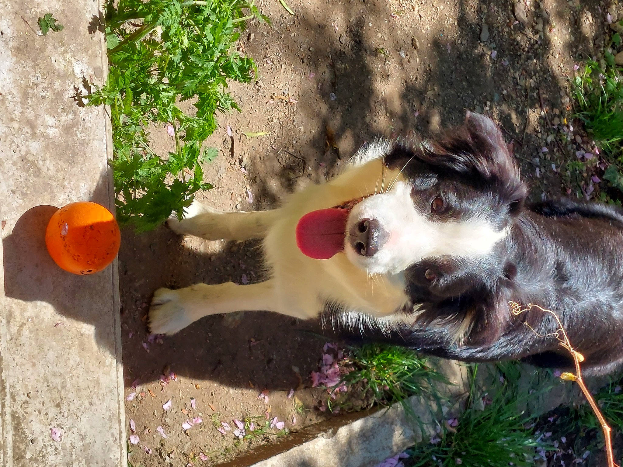 Polly participe au concours pour gagner de l'argent avec cette photo : art, ball, canidae, carnivore, companion_dog, dog, dog_breed, dog_supply, fawn, grass, herding_dog, landscape, plant, snout, soil, sporting_group, tail, tree, working_animal, working_dog