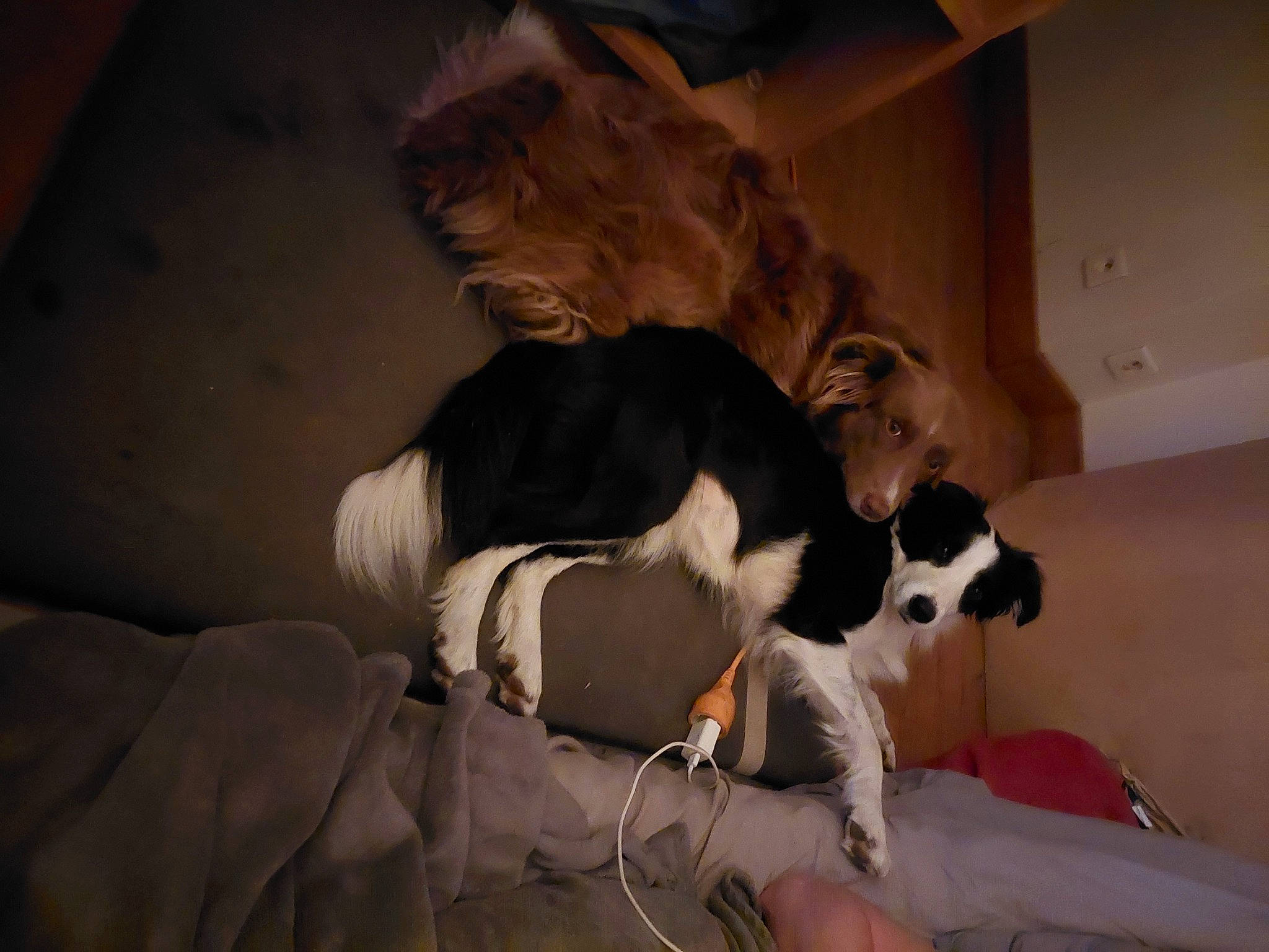 Polly a rejoint le concours — aidez-le/la à gagner de superbes lots ! canidae, comfort, companion_dog, couch, dog, dog_breed, fawn, felidae, fur, linens, nap, non_sporting_group, paw, room, small_to_medium_sized_cats, snout, sporting_group, tail, whiskers