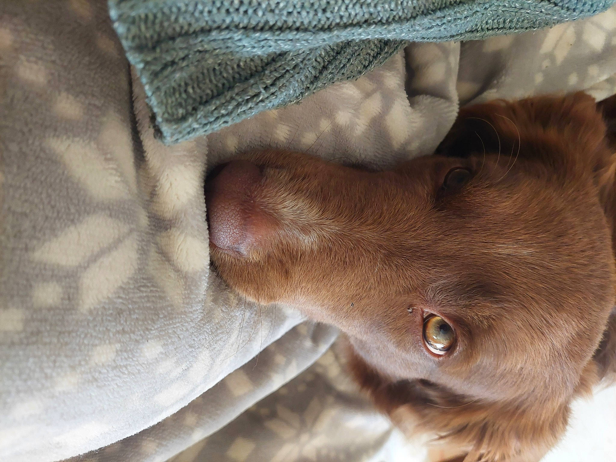 Maïa a rejoint le concours — aidez-le/la à gagner de superbes lots ! canidae, carnivore, comfort, companion_dog, dog, dog_breed, ear, fawn, felidae, foot, fur, gesture, human_leg, linens, liver, snout, sporting_group, whiskers, working_animal, wrinkle