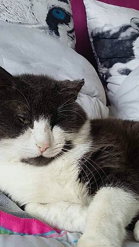 Blacko a rejoint le concours — aidez-le/la à gagner de superbes lots ! american_wirehair, black_and_white, carnivore, cat, domestic_short_haired_cat, felidae, fur, kitten, mammal, nap, polydactyl_cat, small_to_medium_sized_cats, snout, whiskers