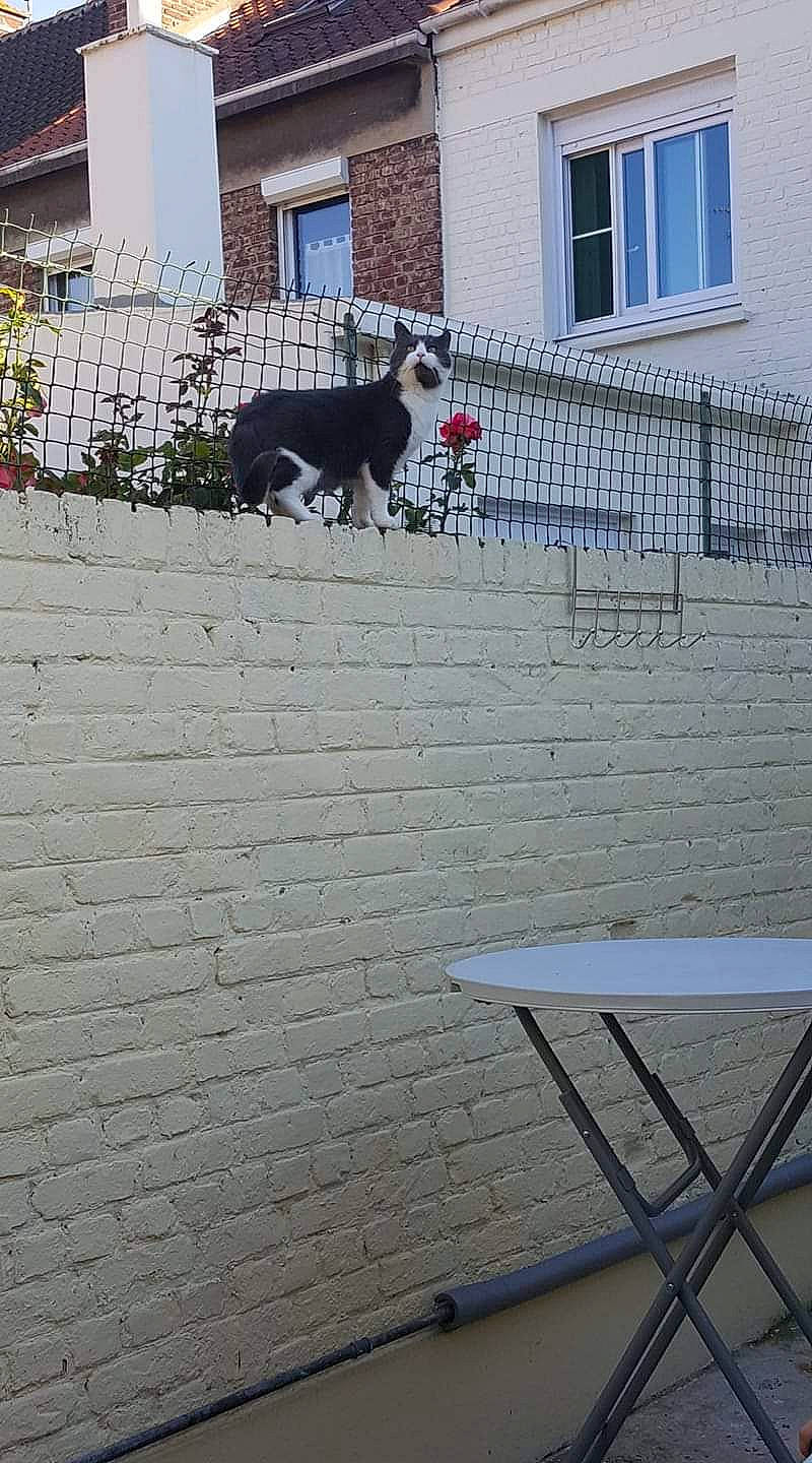 Blacko a rejoint le concours — aidez-le/la à gagner de superbes lots ! border_collie, brick, brickwork, canidae, carnivore, dog, dog_breed, fence, home, house, roof, tail, wall