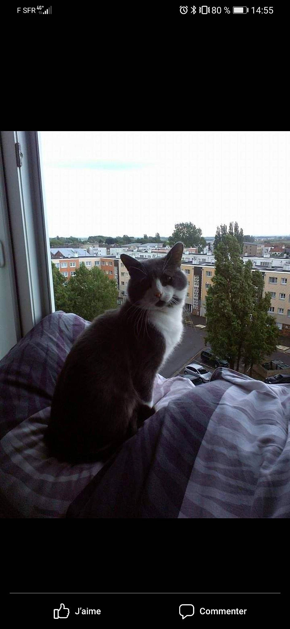 Blacko a rejoint le concours — aidez-le/la à gagner de superbes lots ! black_and_white, carnivore, cat, felidae, fur, house, kitten, small_to_medium_sized_cats, snapshot, tail, whiskers, window