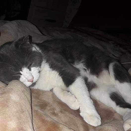 Blacko participe au concours pour gagner de l'argent avec cette photo : carnivore, cat, domestic_short_haired_cat, european_shorthair, felidae, fur, kitten, mammal, nap, norwegian_forest_cat, polydactyl_cat, small_to_medium_sized_cats, tail, whiskers