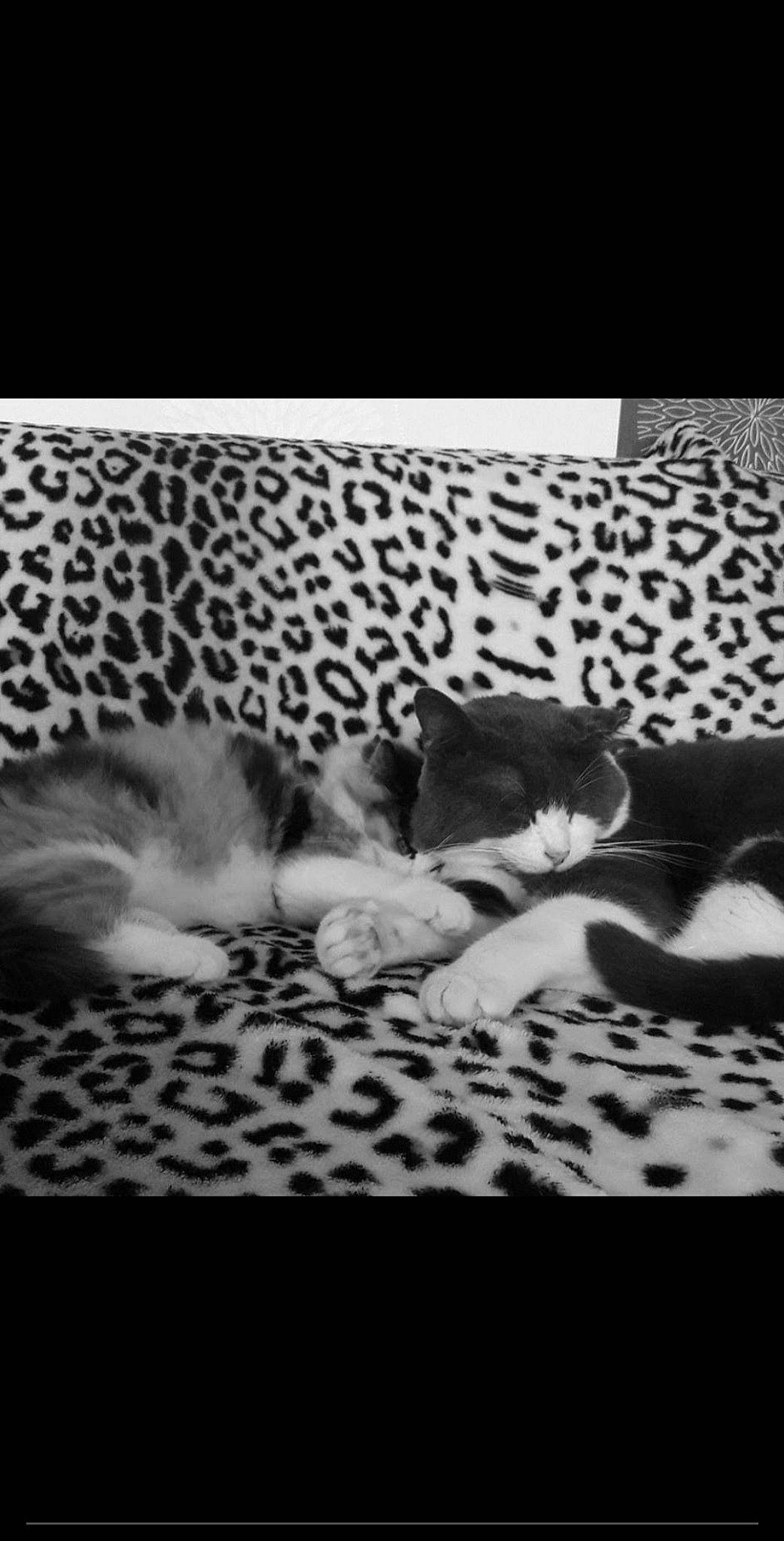 Blacko a rejoint le concours — aidez-le/la à gagner de superbes lots ! black, black_and_white, carnivore, cat, felidae, fur, kitten, monochrome, monochrome_photography, paw, photography, small_to_medium_sized_cats, still_life_photography, style, textile, whiskers