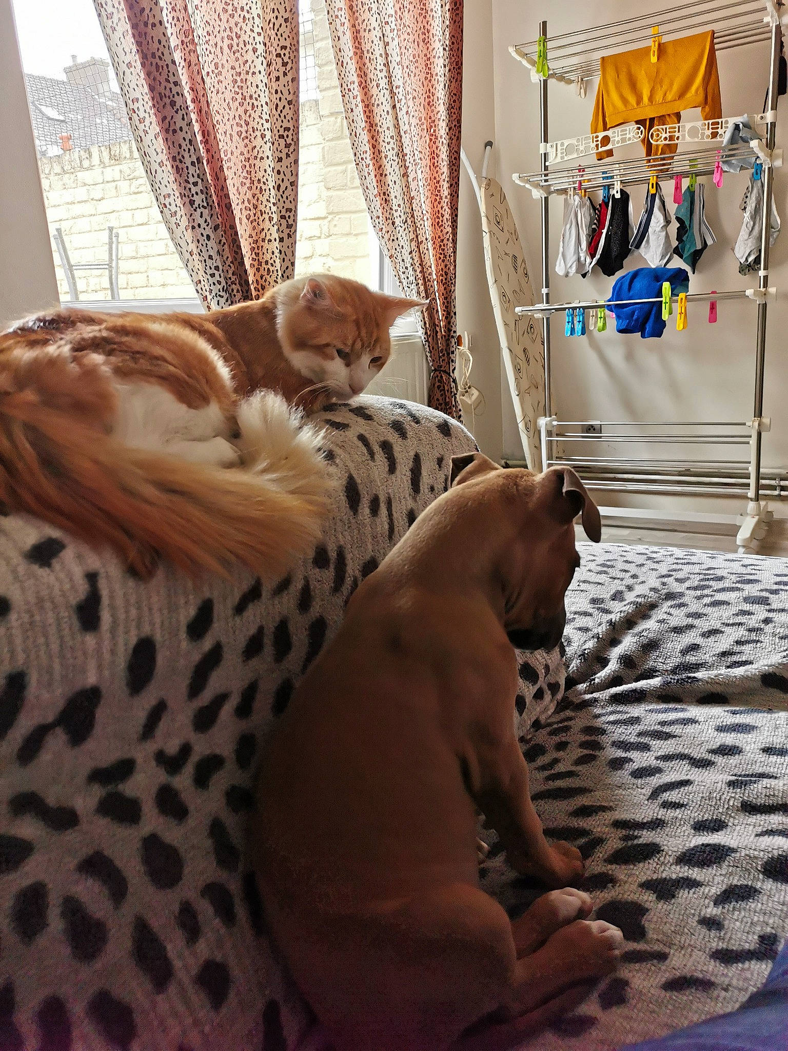 Zolkan a rejoint le concours — aidez-le/la à gagner de superbes lots ! bed_sheet, bedroom, bengal, blanket, canidae, carnivore, cat, fawn, felidae, fur, furniture, interior_design, linens, non_sporting_group, ocicat, room, small_to_medium_sized_cats, whiskers