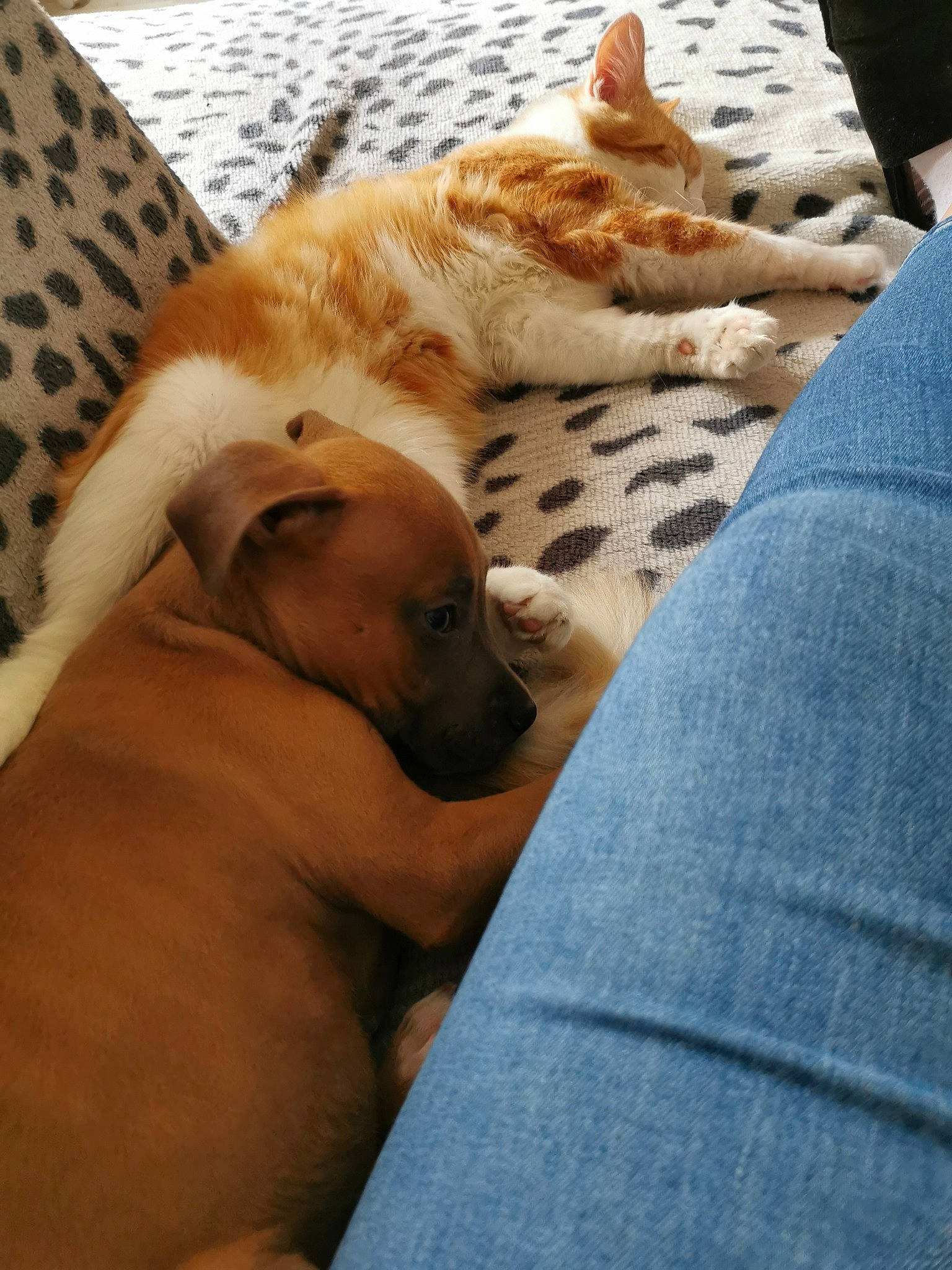 Zolkan a rejoint le concours — aidez-le/la à gagner de superbes lots ! canidae, carnivore, dog, dog_breed, fawn, mammal, nap, snout, sporting_group