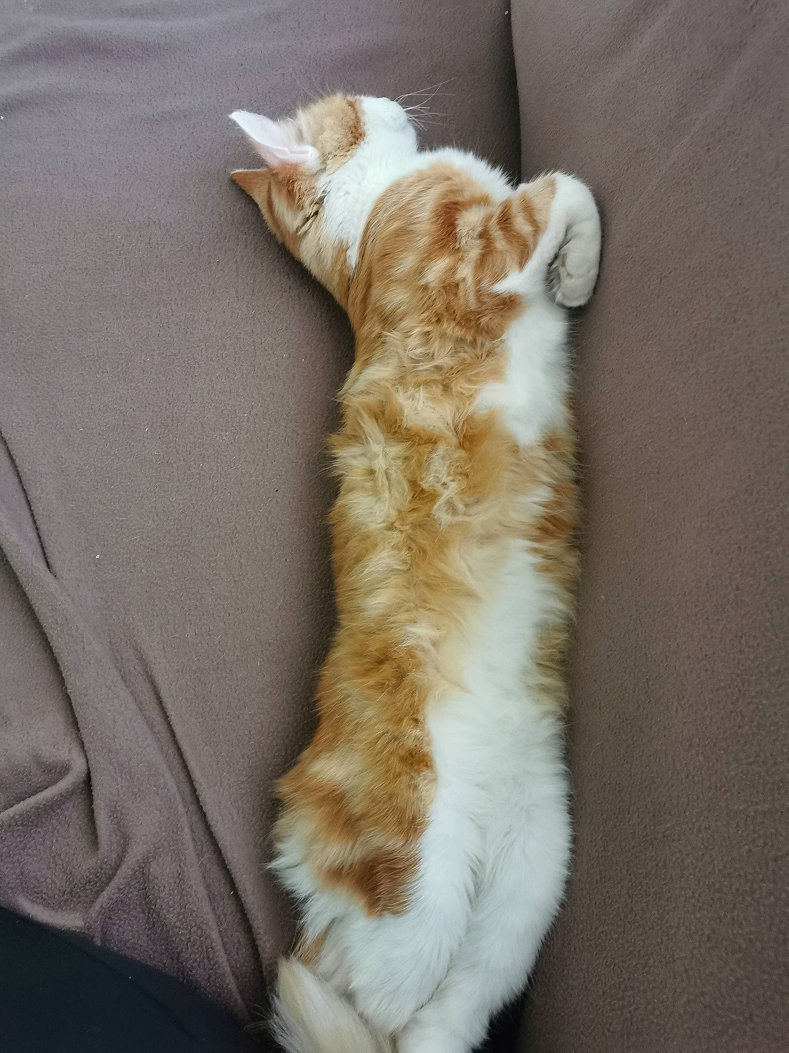 Zolkan participe au concours pour gagner de l'argent avec cette photo : aegean_cat, american_wirehair, carnivore, cat, european_shorthair, fawn, felidae, fur, german_rex, kitten, munchkin, paw, polydactyl_cat, small_to_medium_sized_cats, tabby_cat, tail, whiskers