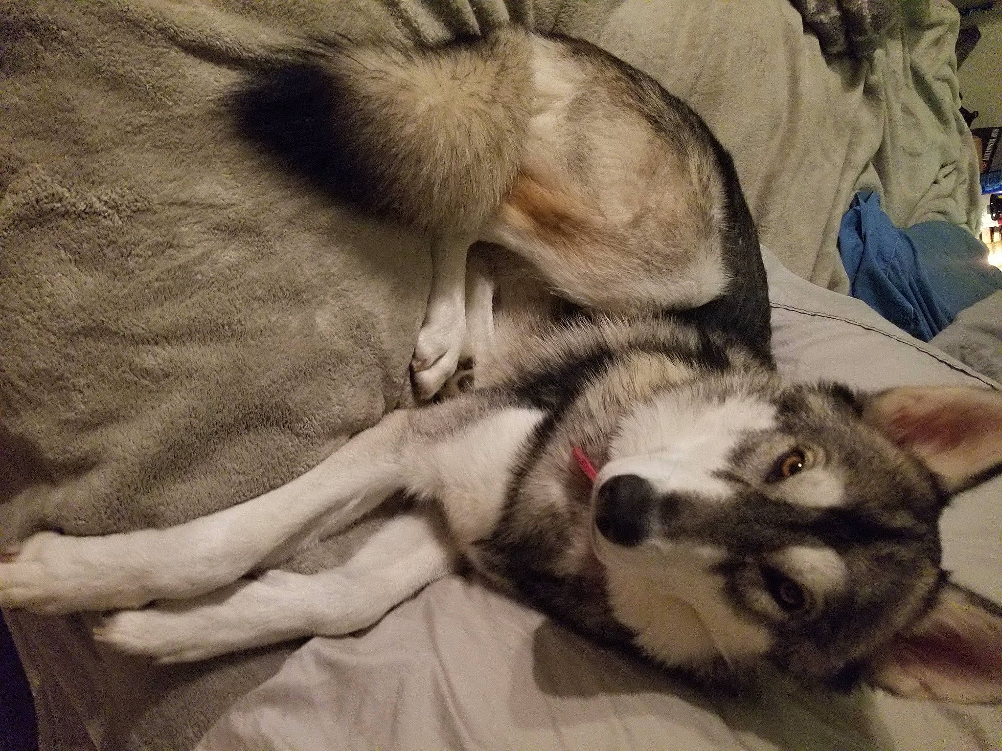 Skyla joined the competition — help win amazing prizes! canidae, carnivore, cat, claw, comfort, companion_dog, dog_breed, domestic_short_haired_cat, fawn, felidae, fur, nap, paw, sleep, small_to_medium_sized_cats, sporting_group, tail, terrestrial_animal, whiskers, wildlife