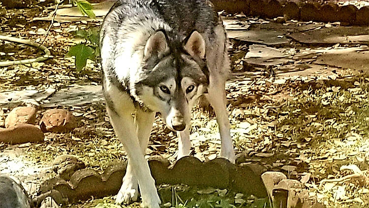 Skyla joined the competition — help win amazing prizes! ancient_dog_breeds, art, canidae, canis, canis_lupus_tundrarum, carnivore, coyote, dog, dog_breed, fur, grass, plant, sled_dog, sporting_group, tail, terrestrial_animal, wildlife, wolf, wood, working_dog