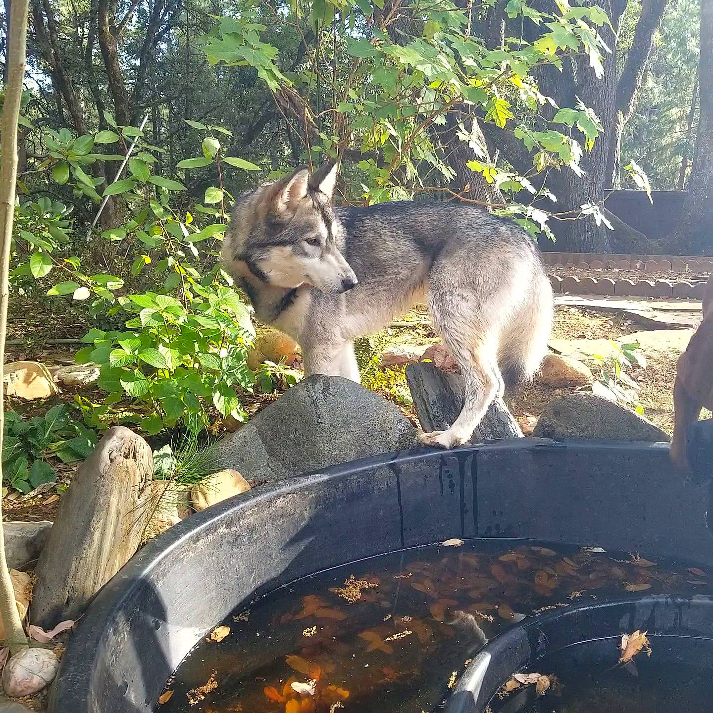 Skyla joined the competition — help win amazing prizes! botany, canidae, canis, carnivore, cooking, dog_breed, fur, grass, jungle, leaf, metal, plant, tail, terrestrial_animal, tree, trunk, wolf