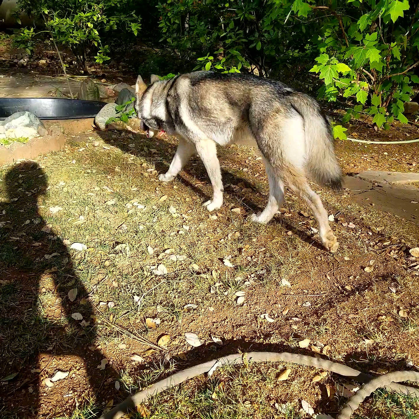 Skyla joined the competition — help win amazing prizes! canidae, canis, carnivore, dog, dog_breed, grass, pack_animal, plant, sled_dog, soil, tail, terrestrial_animal, working_animal, working_dog