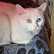 Wilson participe au concours pour gagner de l'argent avec cette photo : cat, white_cat, heterochromia, green_eye, blue_eye, pet, animal, feline, close_up, resting, indoor, blanket, patterned_blanket, fur, whiskers, cute, calm, portrait, soft_light, domestic_animal