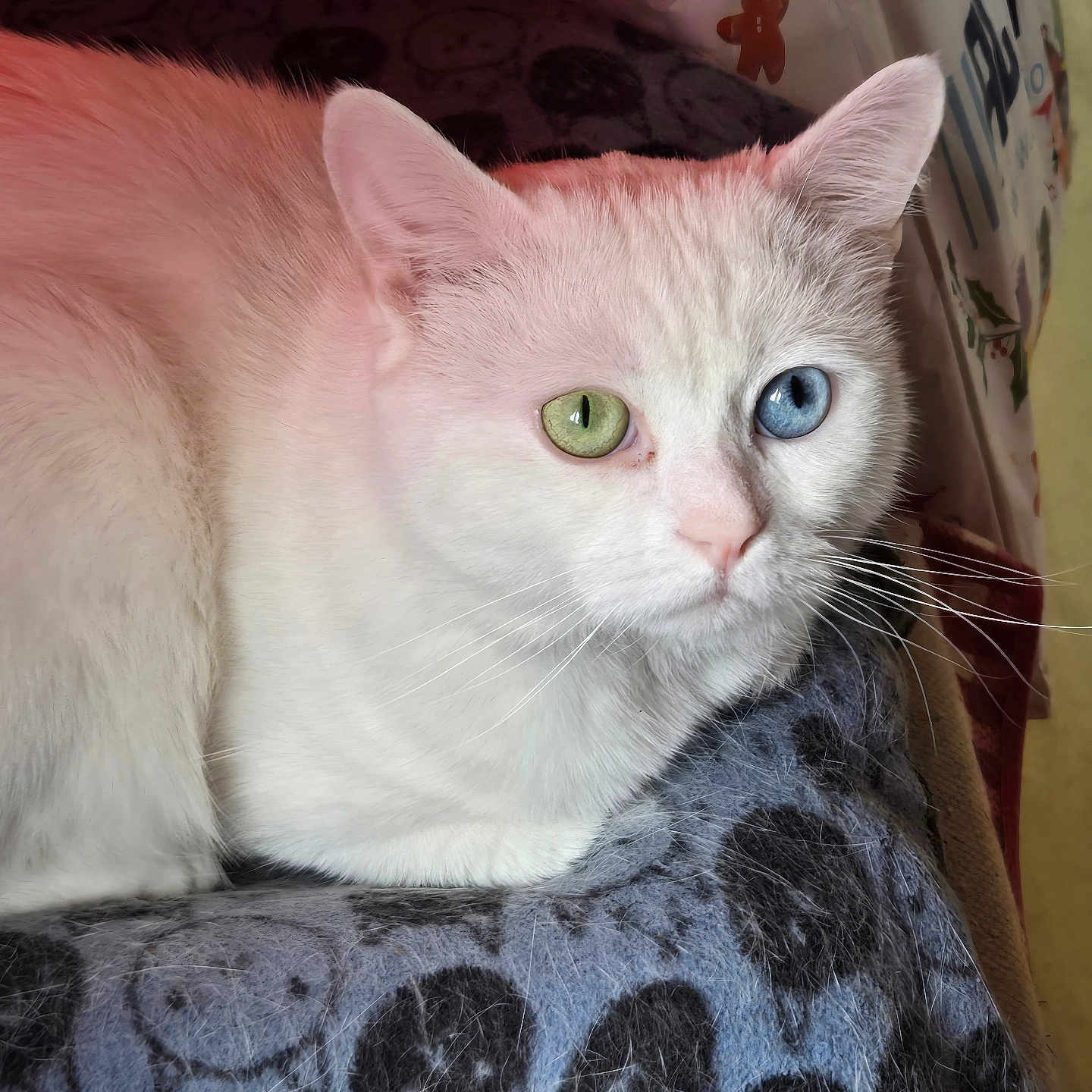 Wilson participe au concours pour gagner de l'argent avec cette photo : animal, blanket, blue_eye, calm, cat, close_up, cute, domestic_animal, feline, fur, green_eye, heterochromia, indoor, patterned_blanket, pet, portrait, resting, soft_light, whiskers, white_cat