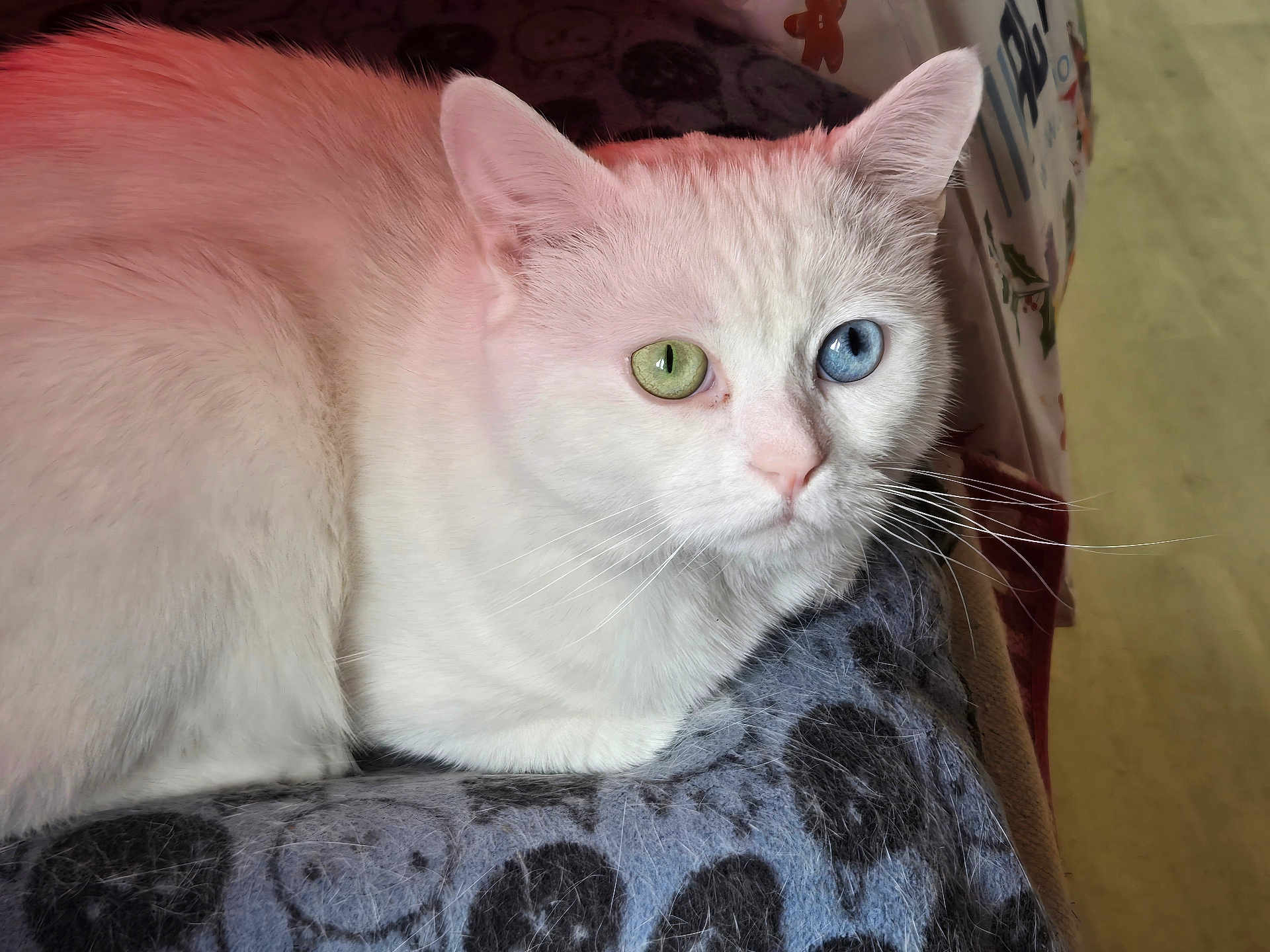 Wilson participe au concours pour gagner de l'argent avec cette photo : cat, white_cat, heterochromia, green_eye, blue_eye, pet, animal, feline, close_up, resting, indoor, blanket, patterned_blanket, fur, whiskers, cute, calm, portrait, soft_light, domestic_animal