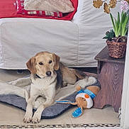 Nova a rejoint le concours — aidez-le/la à gagner de superbes lots ! animal, blanket, brown_and_white, cushion, dog, dog_bed, furniture, home, indoor, living_room, lying_down, pet, plush_toy, portrait, potted_plant, puppy, relaxed, sofa, stuffed_animal, tile_floor