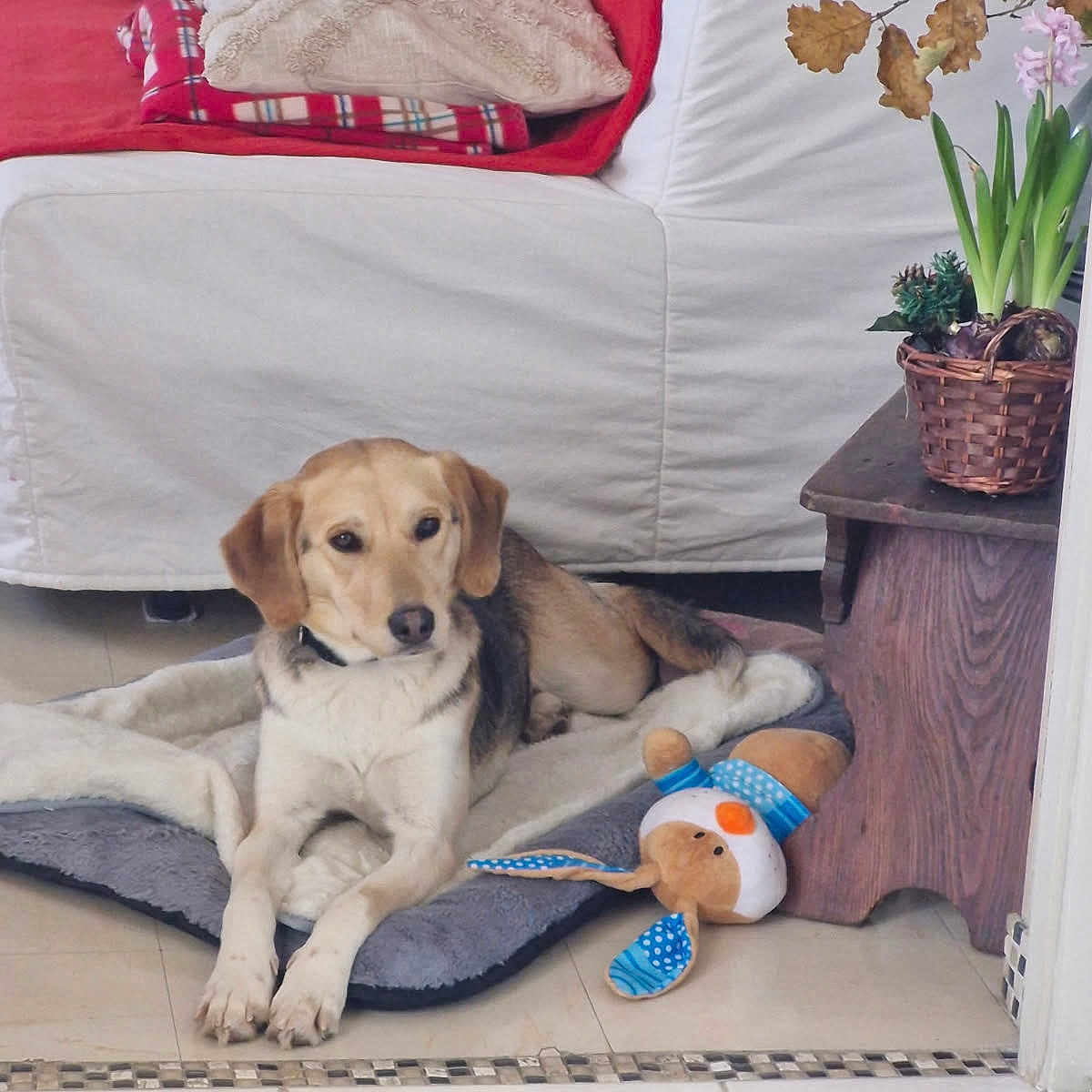 Nova a rejoint le concours — aidez-le/la à gagner de superbes lots ! animal, blanket, brown_and_white, cushion, dog, dog_bed, furniture, home, indoor, living_room, lying_down, pet, plush_toy, portrait, potted_plant, puppy, relaxed, sofa, stuffed_animal, tile_floor