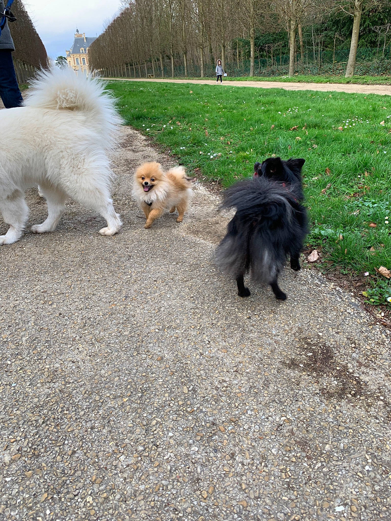 Gatsby a rejoint le concours — aidez-le/la à gagner de superbes lots ! canidae, carnivore, companion_dog, dog, dog_breed, eurasier, german_spitz, german_spitz_klein, german_spitz_mittel, japanese_spitz, keeshond, mammal, non_sporting_group, pomeranian, spitz, swedish_lapphund, tail, toy_dog, vertebrate, volpino_italiano