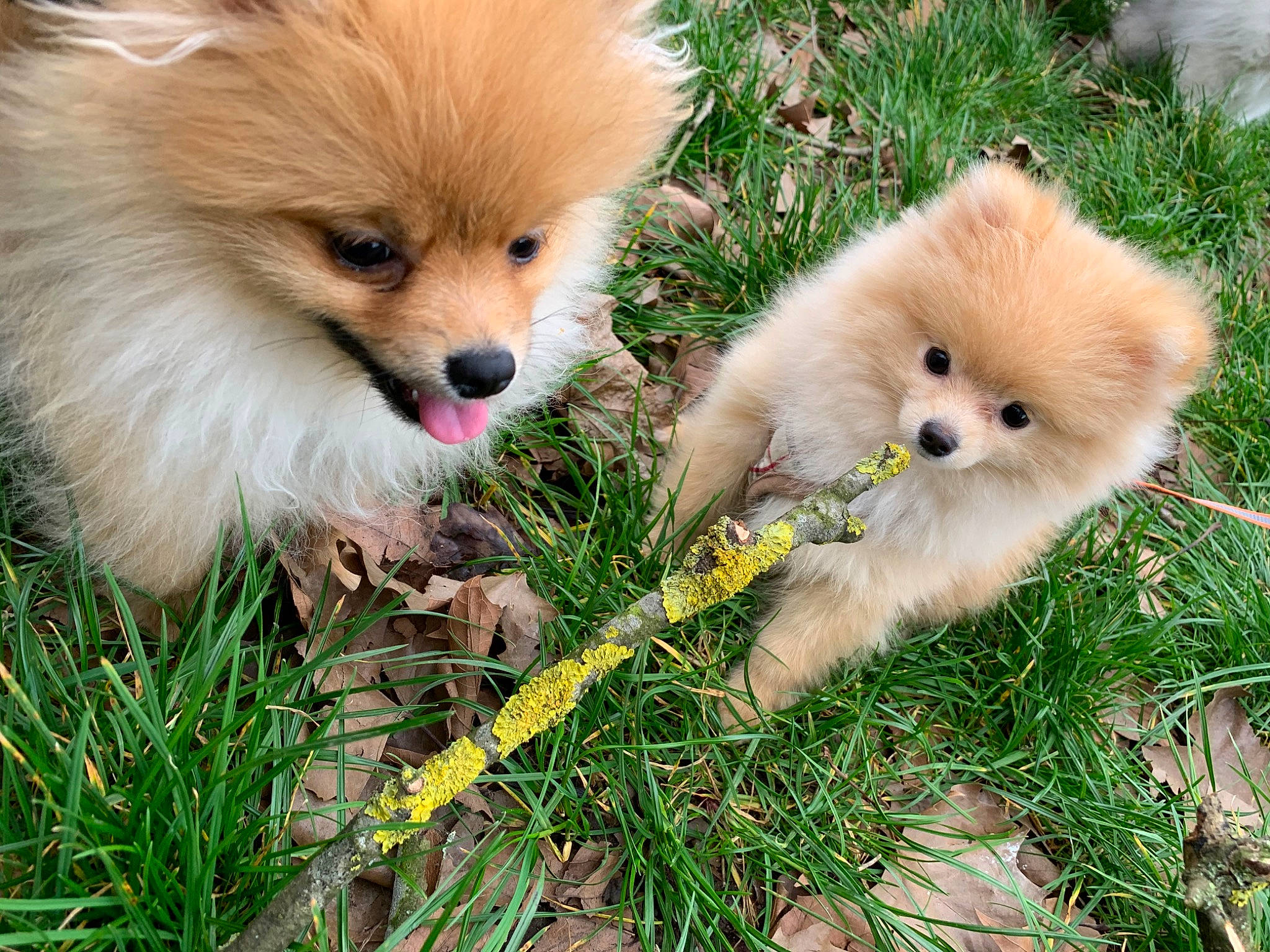 Gatsby a rejoint le concours — aidez-le/la à gagner de superbes lots ! akita, canidae, carnivore, companion_dog, dog, dog_breed, german_spitz, german_spitz_klein, german_spitz_mittel, grass, japanese_spitz, mammal, non_sporting_group, pomeranian, puppy, snout, spitz, toy_dog, vertebrate, volpino_italiano