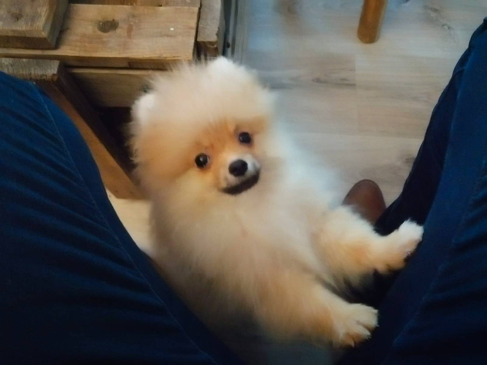 Gatsby a rejoint le concours — aidez-le/la à gagner de superbes lots ! canidae, carnivore, companion_dog, dog, dog_breed, german_spitz, german_spitz_klein, german_spitz_mittel, japanese_spitz, mammal, non_sporting_group, pomeranian, puppy, skin, snout, spitz, sporting_group, toy_dog, vertebrate, volpino_italiano