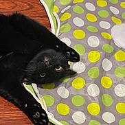 Angel Rose is registered to the contest to win money with this photo: animal, black_cat, cat, colorful_mat, cute, eyes, floor, fur, indoor, lying_down, muzzle, paws, pet, pink_paw_pads, playful, polka_dots, relaxed, upside_down, whiskers, wooden_floor