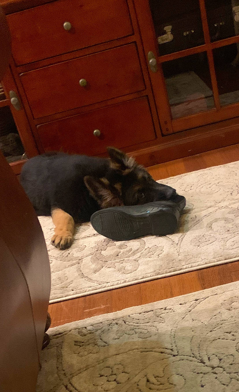 Gerald is registered to the contest to win money with this photo: brown, cabinetry, carnivore, comfort, companion_dog, dog, dog_breed, door, fawn, floor, flooring, hardwood, liver, snout, sporting_group, tail, tints_and_shades, wood, wood_stain, working_animal