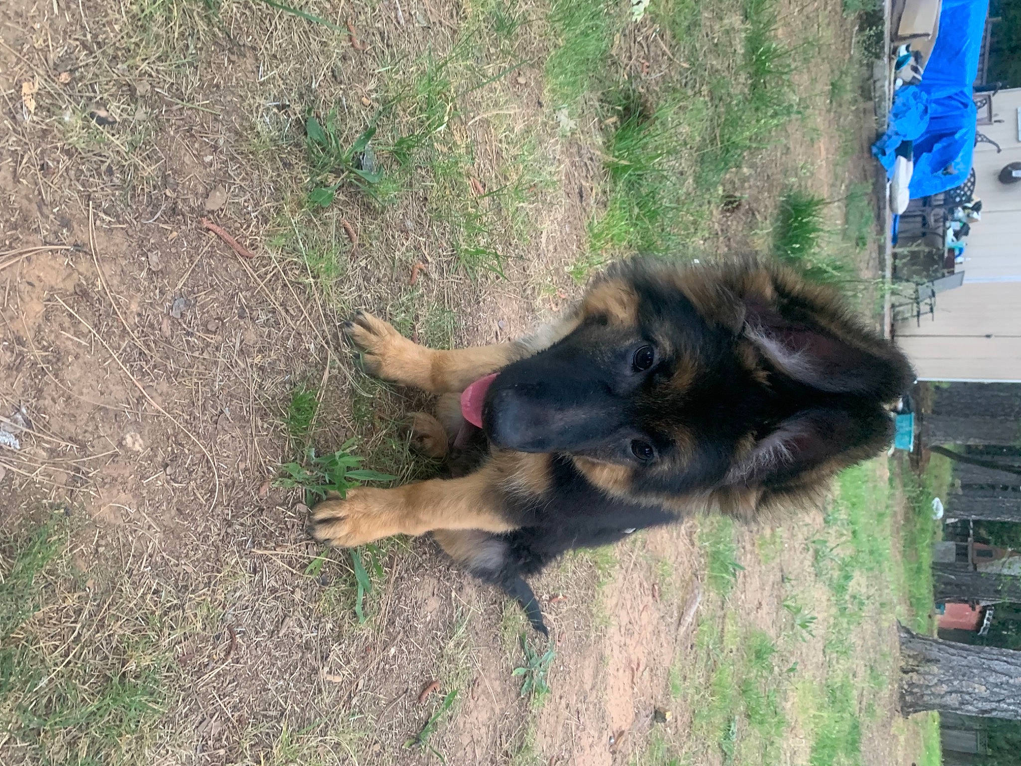 Gerald joined the competition — help win amazing prizes! canidae, carnivore, dog, dog_breed, fawn, fur, german_shepherd_dog, grass, guard_dog, old_german_shepherd_dog, snout, soil, sporting_group, tail, terrestrial_animal, wildlife, working_animal, working_dog