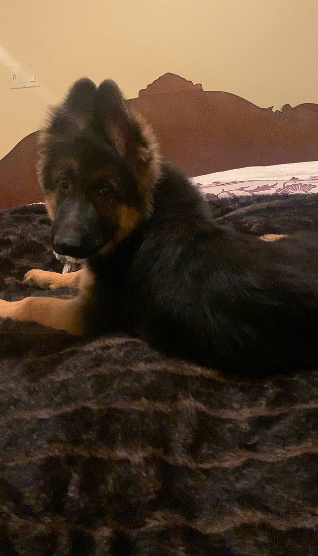 Gerald is registered to the contest to win money with this photo: canidae, carnivore, cloud, companion_dog, dog, dog_breed, fur, giant_dog_breed, herding_dog, hill, landscape, sky, snout, soil, sporting_group, street_dog, terrestrial_animal, water, working_animal, working_dog