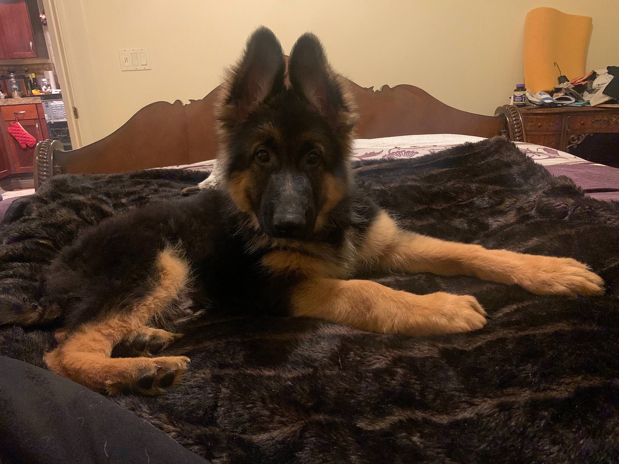 Gerald is registered to the contest to win money with this photo: canidae, canis, carnivore, comfort, companion_dog, dog, dog_breed, east_european_shepherd, fawn, flooring, fur, german_shepherd_dog, giant_dog_breed, guard_dog, herding_dog, king_shepherd, old_german_shepherd_dog, snout, sporting_group, working_dog
