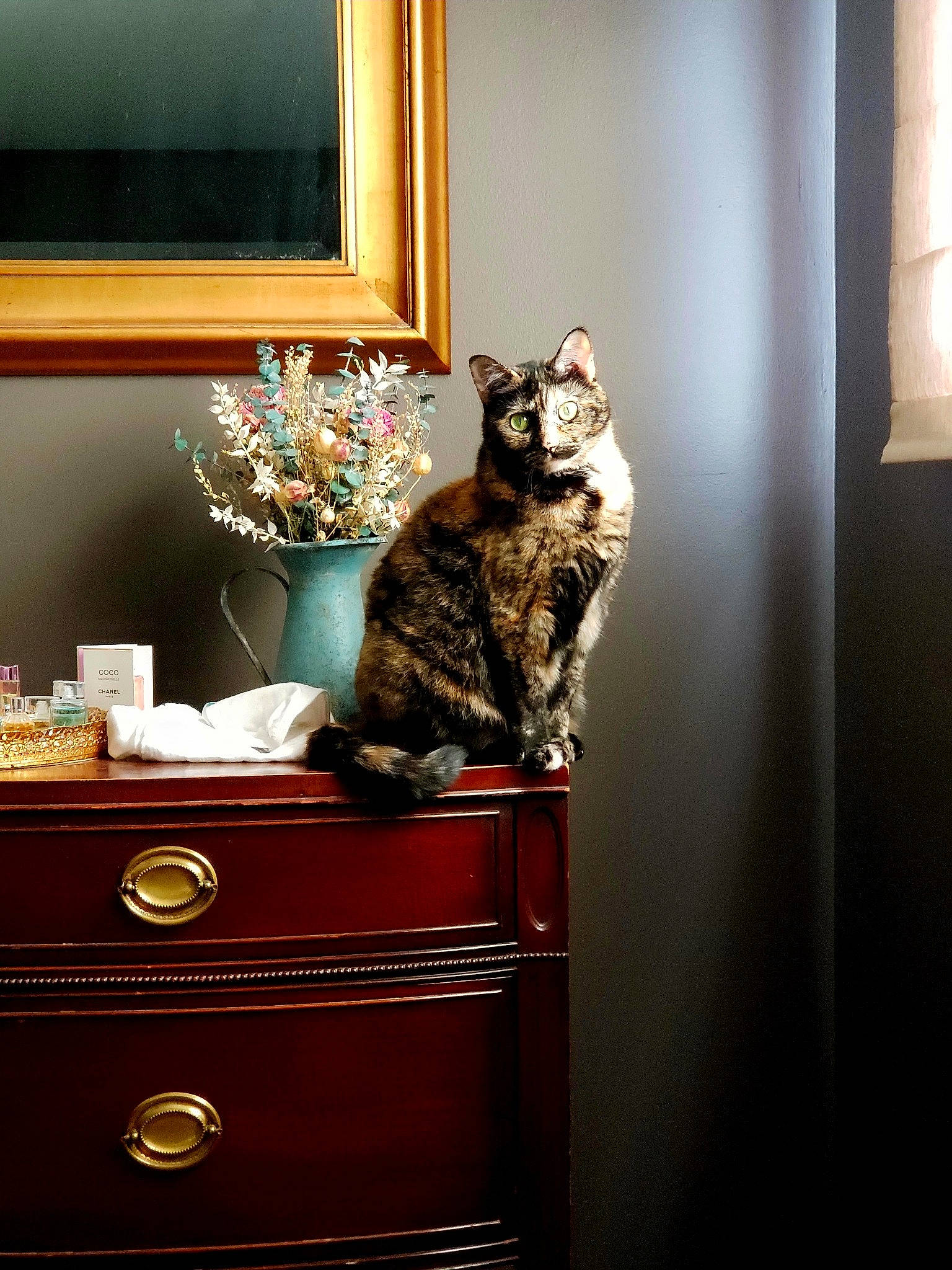 Bonita joined the competition — help win amazing prizes! cabinetry, carnivore, cat, drawer, dresser, felidae, flowerpot, grey, houseplant, interior_design, light, lighting, mammal, plant, shelving, small_to_medium_sized_cats, vertebrate, whiskers, window, wood