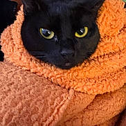 Moose joined the competition — help win amazing prizes! animal, black_cat, blanket, cat, close_up, cozy, cute, domestic_animal, ears, face, fur, indoor, orange_blanket, pet, resting, soft_texture, warm, whiskers, wrapped, yellow_eyes
