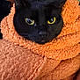 animal, black_cat, blanket, cat, close_up, cozy, cute, domestic_animal, ears, face, fur, indoor, orange_blanket, pet, resting, soft_texture, warm, whiskers, wrapped, yellow_eyes