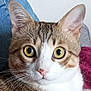 cat, tabby, close_up, yellow_eyes, whiskers, ears, fur, pet, animal, curious, indoor, face, portrait, mammal, domestic, feline, nose, pink_nose, background, texture