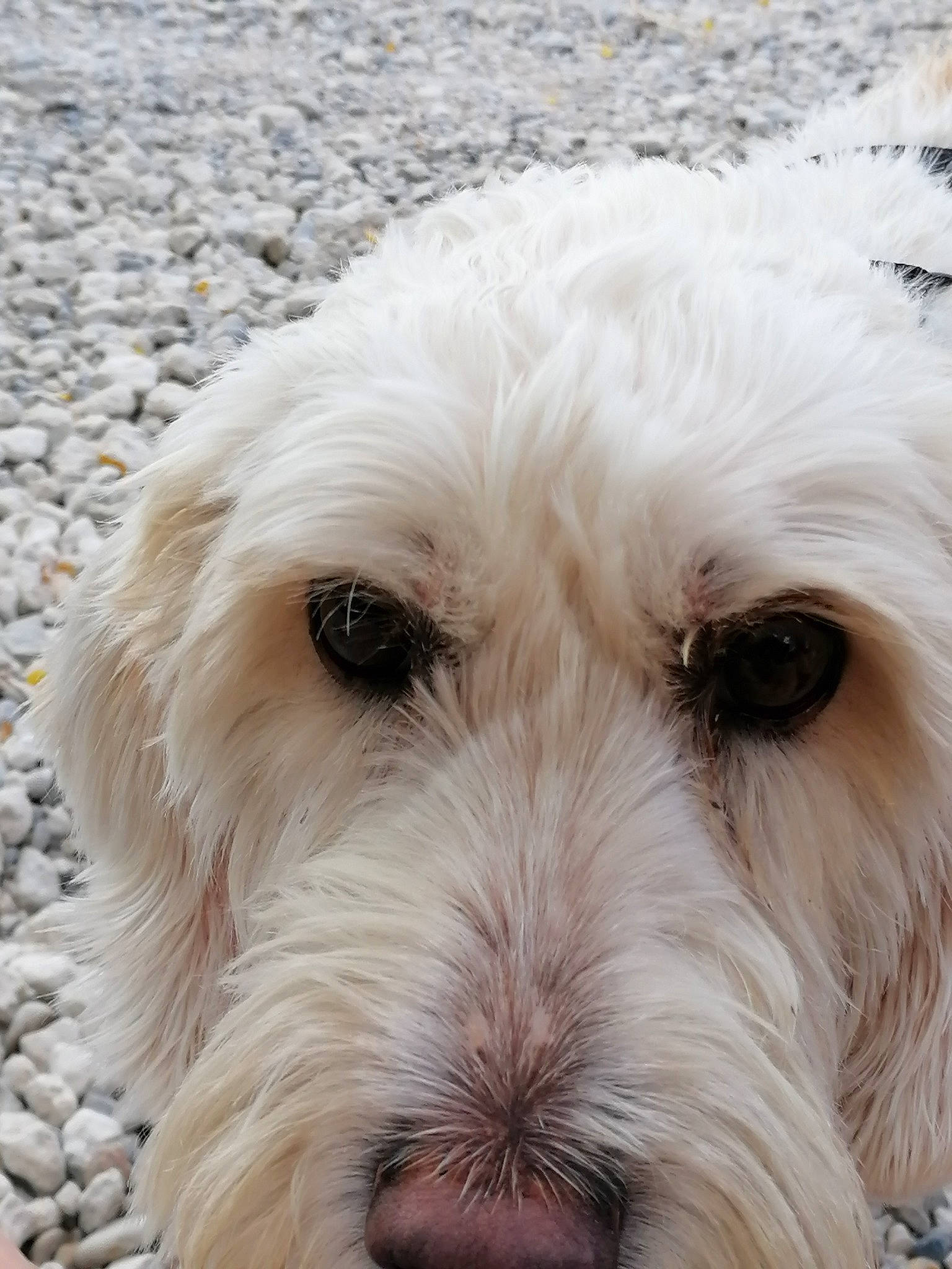 Mango participe au concours pour gagner de l'argent avec cette photo : canidae, carnivore, close_up, cockapoo, companion_dog, dog, dog_breed, eye, fur, labradoodle, maltepoo, pet_supply, small_terrier, snout, sporting_group, terrestrial_animal, terrier, toy_dog, water_dog, working_animal