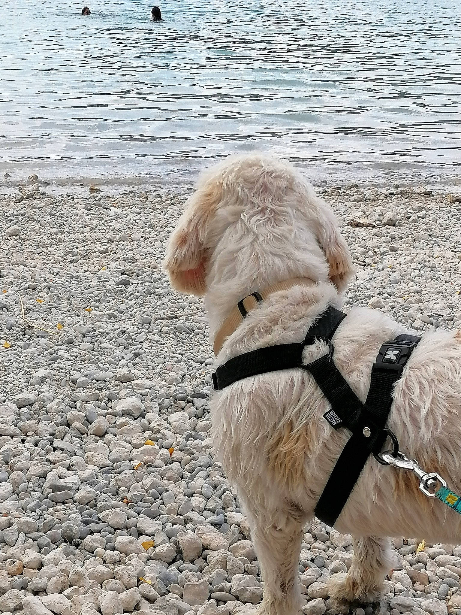 Mango a rejoint le concours — aidez-le/la à gagner de superbes lots ! beach, canidae, carnivore, collar, companion_dog, dog, dog_breed, dog_collar, dog_supply, fashion_accessory, fur, lake, leash, personal_protective_equipment, pet_supply, snout, sporting_group, terrier, water, working_animal