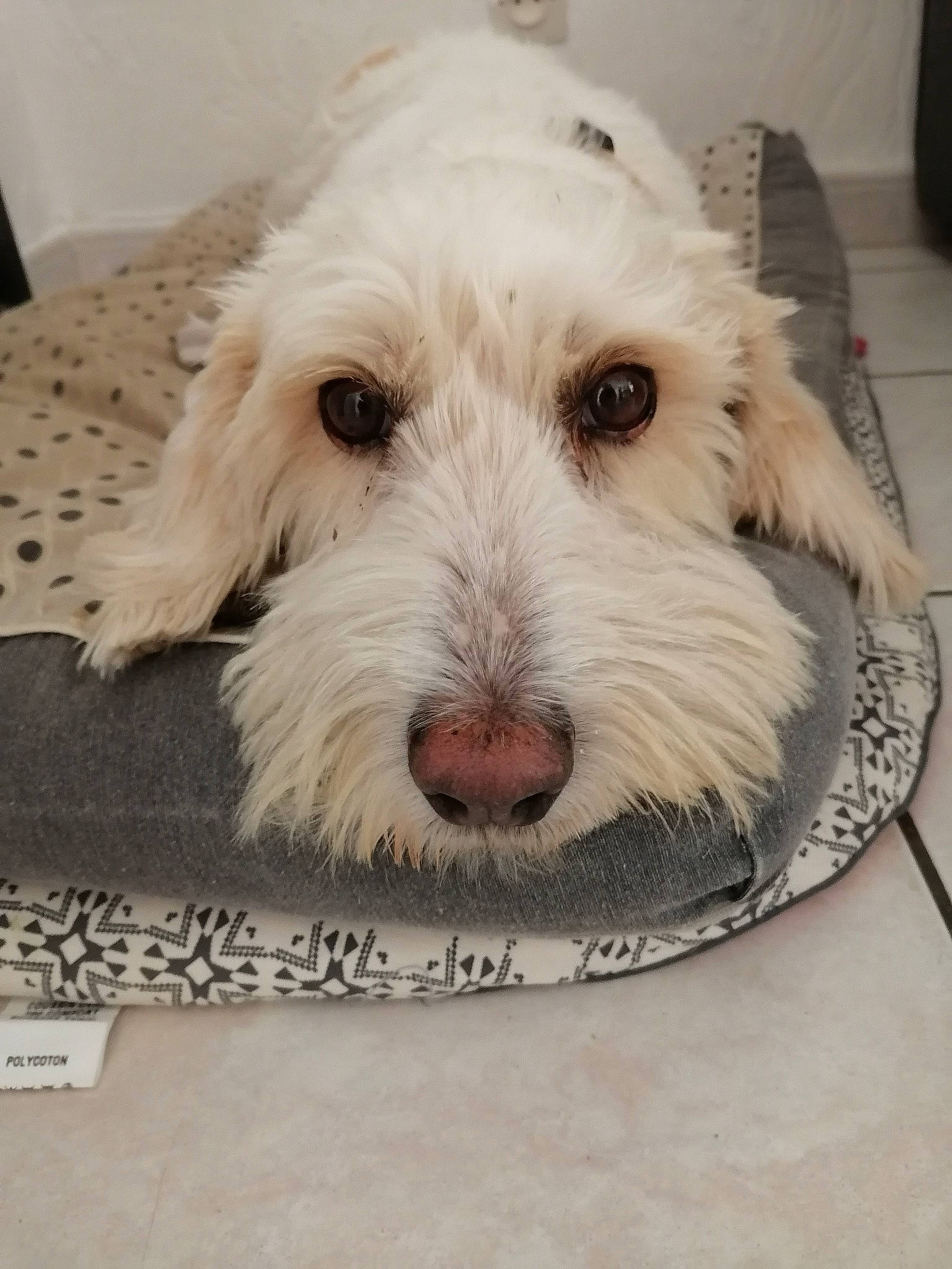 Mango a rejoint le concours — aidez-le/la à gagner de superbes lots ! canidae, carnivore, companion_dog, dog, dog_bed, dog_breed, flooring, fur, labradoodle, maltepoo, non_sporting_group, pet_supply, rectangle, small_terrier, snout, sporting_group, terrier, toy_dog, wood, working_animal