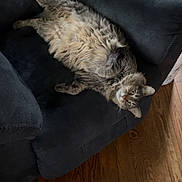 Rainey joined the competition — help win amazing prizes! cat, tabby, feline, pet, indoor, armchair, furniture, wood_floor, relaxed, upside_down, cozy, home, domestic, fur, whiskers, ears, eyes, paws, living_room, resting