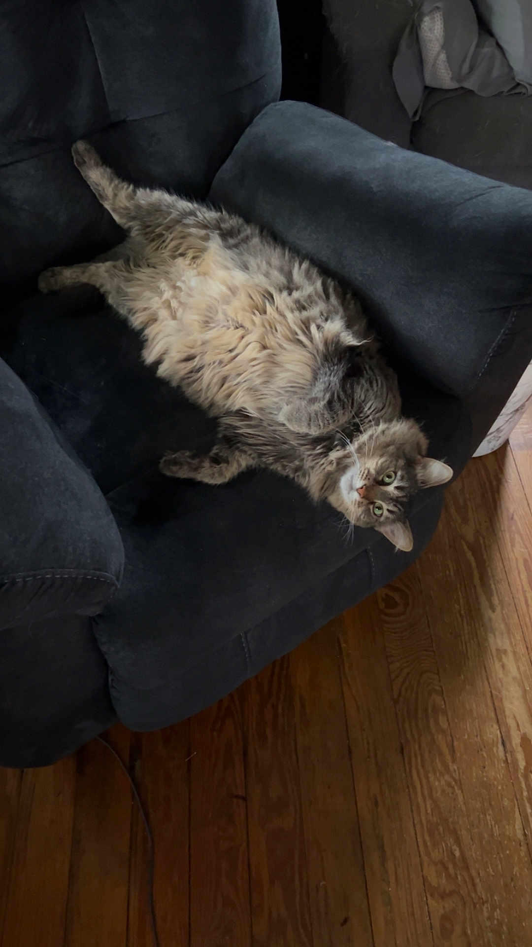 Rainey joined the competition — help win amazing prizes! cat, tabby, feline, pet, indoor, armchair, furniture, wood_floor, relaxed, upside_down, cozy, home, domestic, fur, whiskers, ears, eyes, paws, living_room, resting