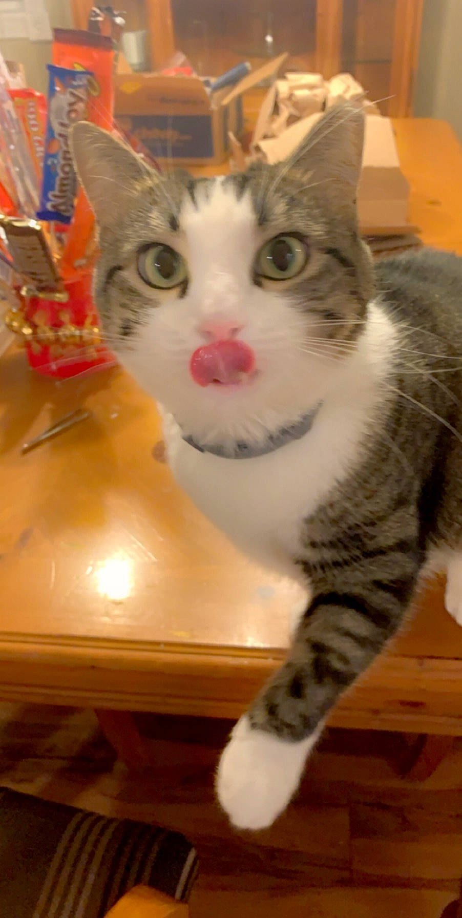 Daisy joined the competition — help win amazing prizes! box, carnivore, cat, domestic_short_haired_cat, felidae, flooring, fur, hardwood, paw, small_to_medium_sized_cats, snout, tail, whiskers, wood, wood_flooring