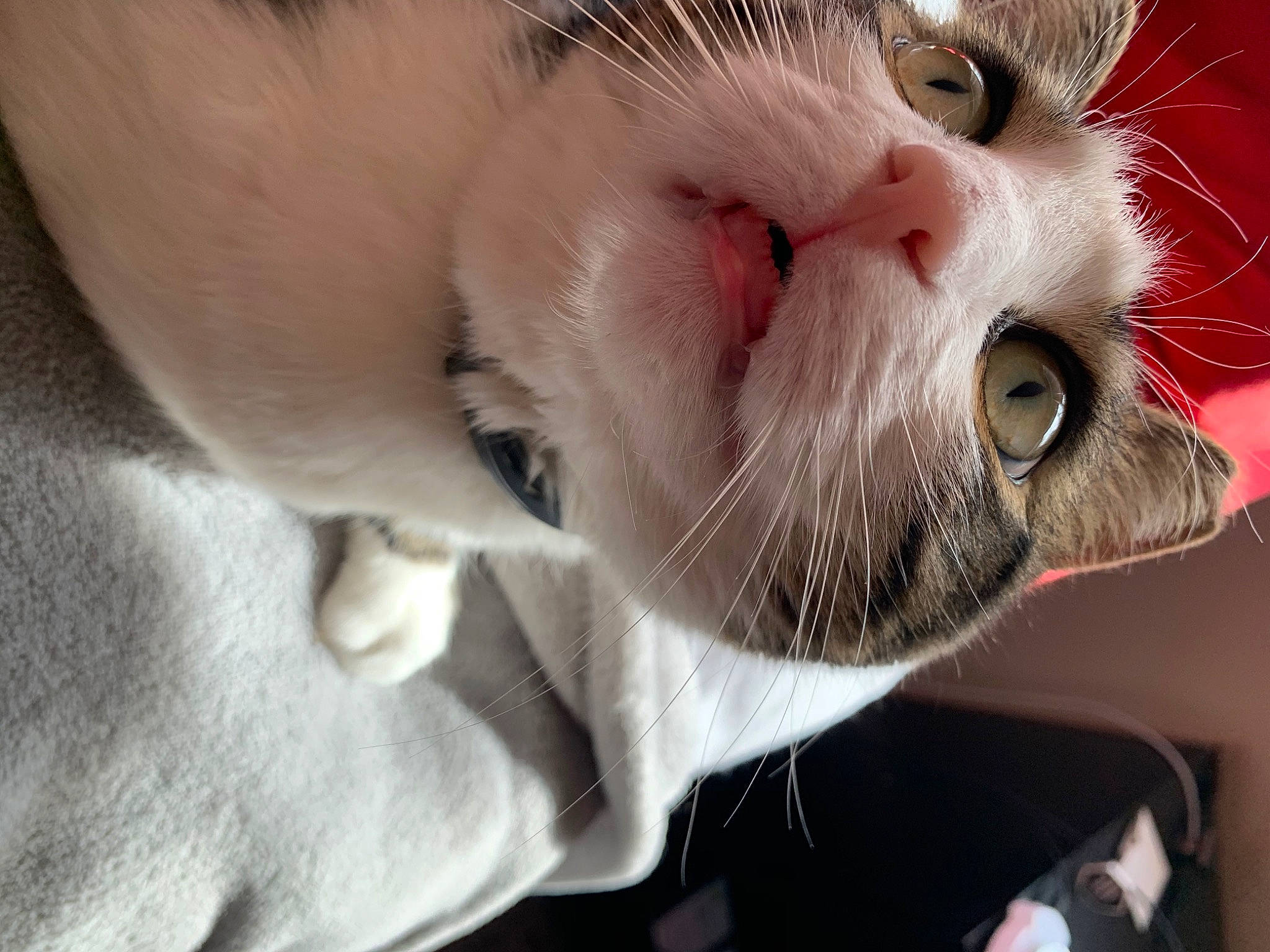 Daisy is registered to the contest to win money with this photo: carnivore, cat, collar, domestic_short_haired_cat, ear, eye, eyebrow, eyelash, fang, felidae, fur, head, iris, jaw, moustache, nose, paw, small_to_medium_sized_cats, snout, whiskers