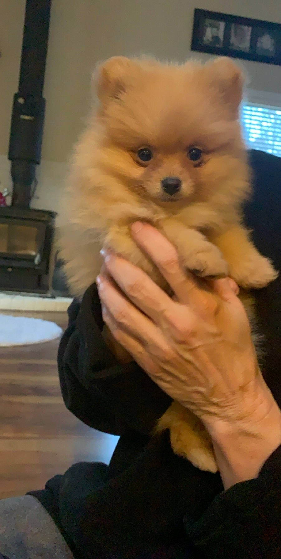 Willy is registered to the contest to win money with this photo: canidae, carnivore, companion_dog, dog, dog_breed, fawn, finger, fur, german_spitz, german_spitz_klein, german_spitz_mittel, gesture, pomeranian, spitz, sporting_group, thumb, toy_dog, volpino_italiano, whiskers, working_animal