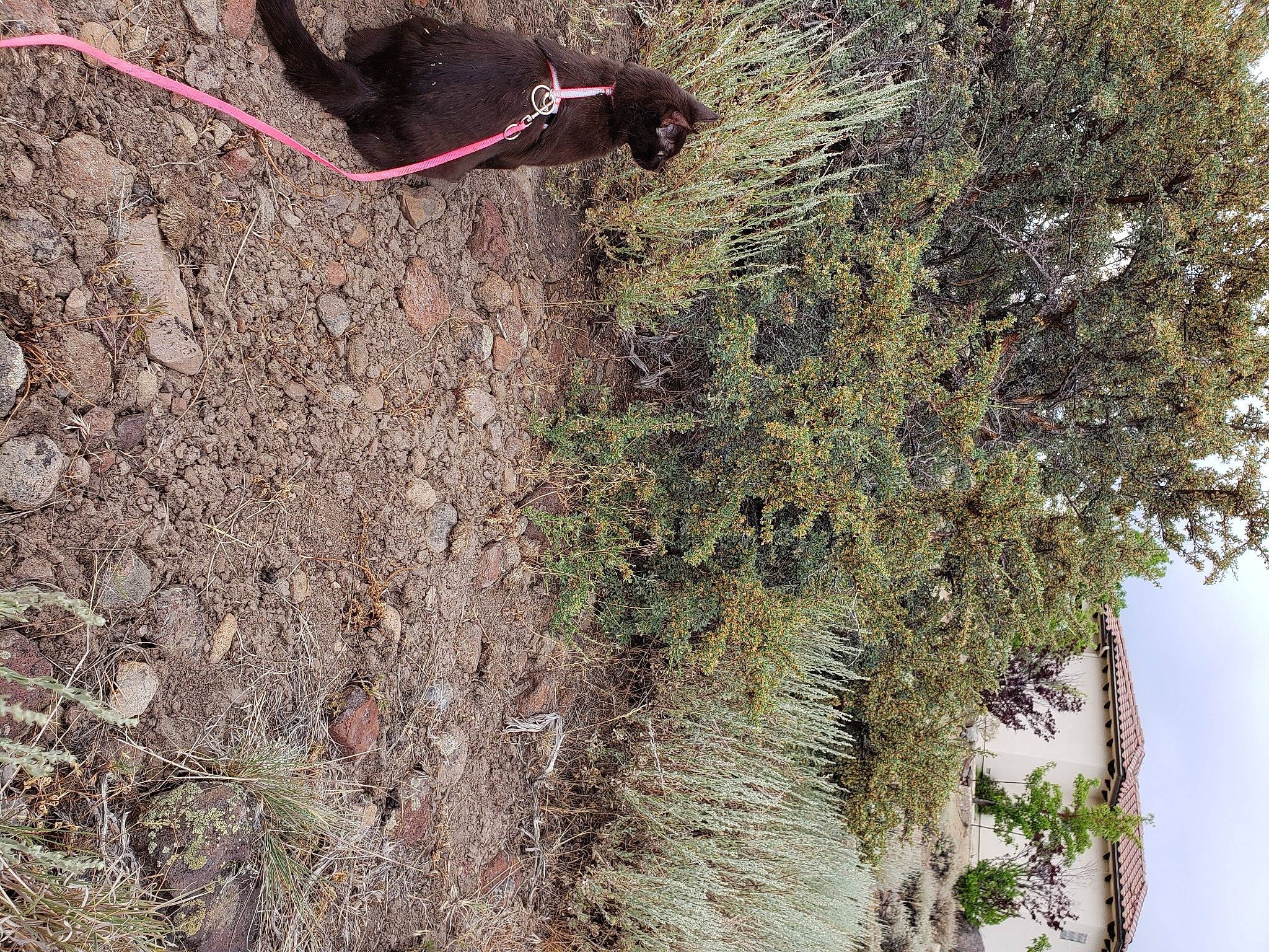 Coco Chanel joined the competition — help win amazing prizes! branch, dog, fault, grass, leash, organism, plant, recreation, rock, shadow, shrub, sky, slope, soil, tail, tree, trunk, twig