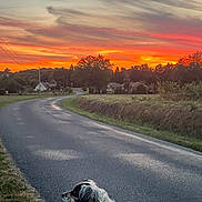 Nala a rejoint le concours — aidez-le/la à gagner de superbes lots ! dog, sunset, road, sky, clouds, trees, field, grass, rural, nature, animal, outdoor, collar, pet, scenic, landscape, quiet, country, evening, curved_road